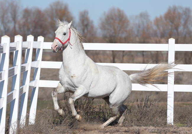 Pistlerin "Turbo"su yılda 2,7 milyon lira kazandıracak